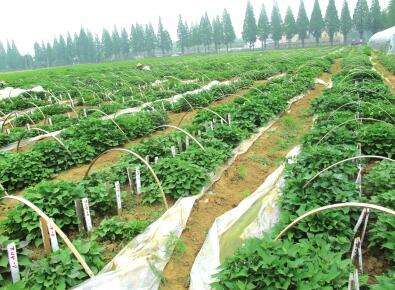 科技部：建設農業(yè)高新產業(yè)區(qū)可推動鄉(xiāng)村振興戰(zhàn)略