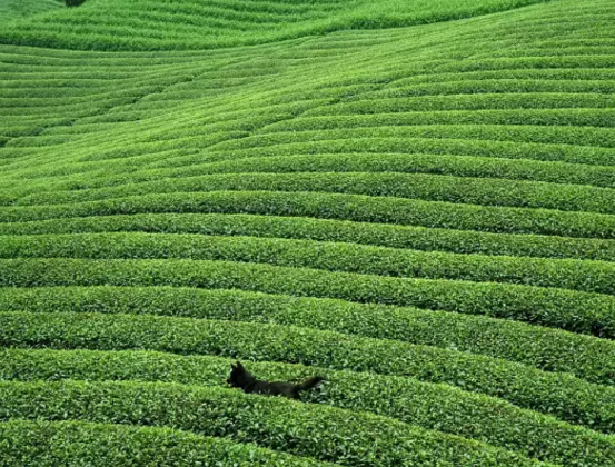 世界生態農業優秀案例